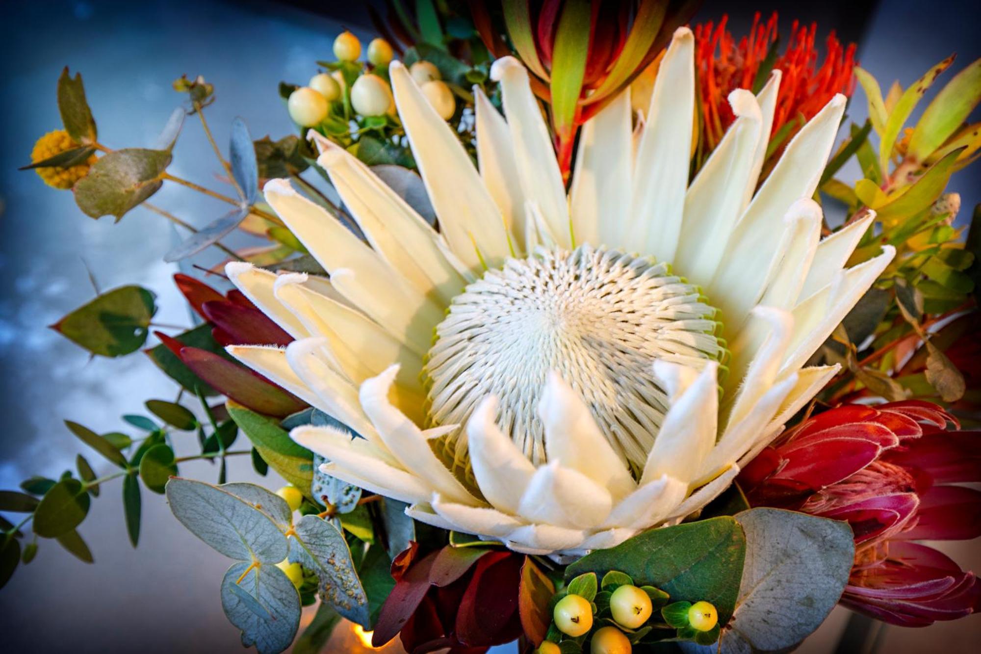 Airlie Beach Eco Cabins - Adults Only Esterno foto
